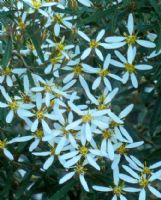 Olearia erubescens