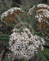 Olearia lacunosa