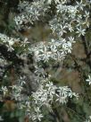 Olearia microphylla