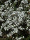 Olearia microphylla