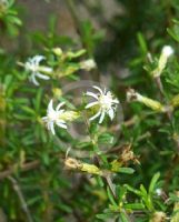 Olearia solandri