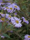 Olearia tomentosa