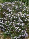 Olearia tomentosa