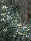 Olearia viscidula