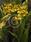 Oncidium