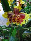 Oncidium