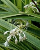 Ophiopogon jaburan Vittatus