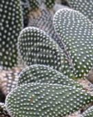 Opuntia microdasys Albispina