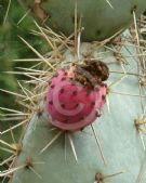 Opuntia robusta