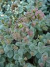 Origanum dictamnus