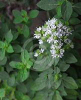 Origanum vulgare