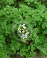 Origanum vulgare Thumbles Variety