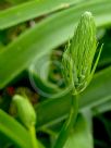 Ornithogalum longibracteatum