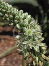 Ornithogalum longibracteatum