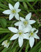 Ornithogalum umbellatum