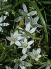 Ornithogalum umbellatum