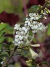 Osmanthus delavayi