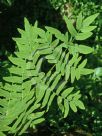 Osmunda regalis