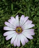 Osteospermum jucundum