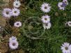 Osteospermum jucundum