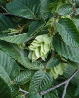 Ostrya carpinifolia