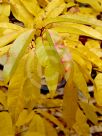 Oxydendrum arboreum