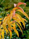 Oxydendrum arboreum