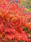Oxydendrum arboreum