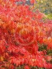 Oxydendrum arboreum