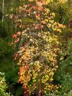 Oxydendrum arboreum