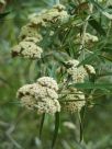 Ozothamnus argophyllus