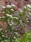 Ozothamnus argophyllus