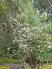 Ozothamnus argophyllus