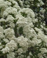 Ozothamnus diosmifolius