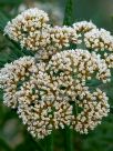 Ozothamnus ferrugineus