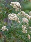 Ozothamnus ferrugineus