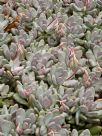 Pachyphytum oviferum