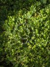 Pachysandra terminalis Variegata