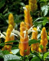 Pachystachys lutea