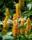 Pachystachys lutea