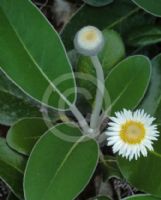 Pachystegia insignis