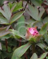 Paeonia suffruticosa