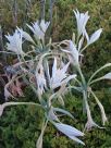 Pancratium maritimum