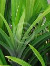 Pandanus amaryllifolius