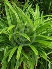 Pandanus amaryllifolius