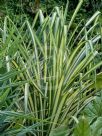 Pandanus tectorius Baptistii