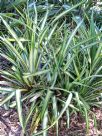 Pandanus tectorius Baptistii