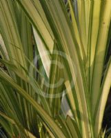 Pandanus sanderi