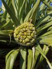 Pandanus tectorius australianus