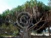 Pandanus tectorius australianus